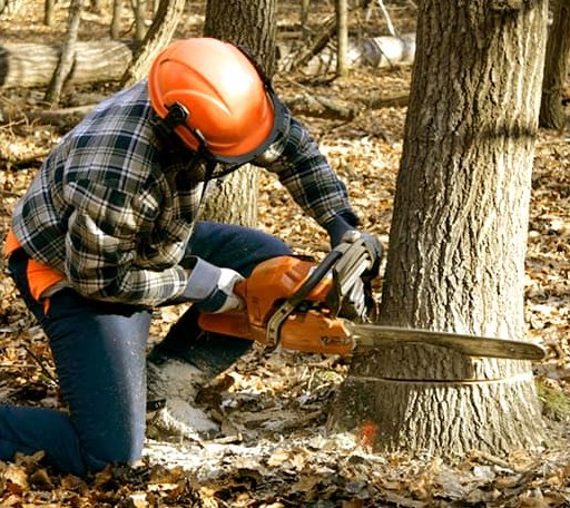 Tree Removal in Mule Creek, NM